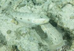 Valenciennea longipinnis