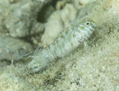 Omobranchus germaini