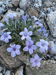 Langloisia setosissima setosissima