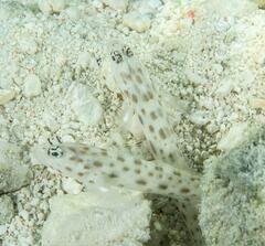 Ctenogobiops pomastictus