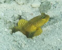 Cryptocentrus cinctus