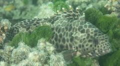 Epinephelus quoyanus