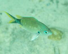 Chromis atripectoralis