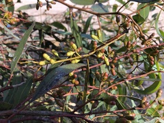 Eucalyptus oleosa