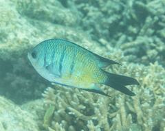 Abudefduf whitleyi