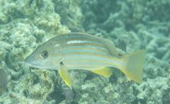 Lutjanus carponotatus