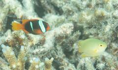Amphiprion melanopus