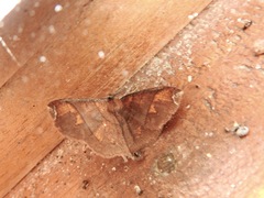 Thysanopyga abdominaria