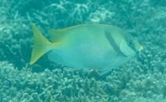 Siganus doliatus