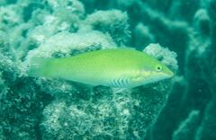 Halichoeres chloropterus