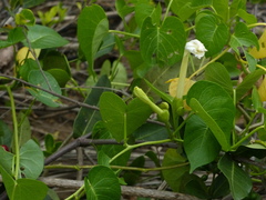 Ipomoea violacea