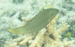 Oxycheilinus digramma