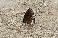 Euploea klugii