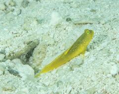 Cryptocentrus cinctus