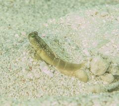 Cryptocentrus cinctus