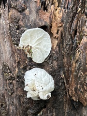 Campanella tristis