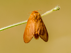 Malacosoma alpicolum