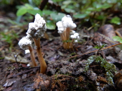 Cordyceps sinclairii