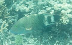 Cheilinus trilobatus