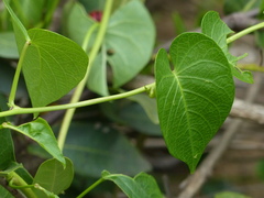 Ipomoea violacea