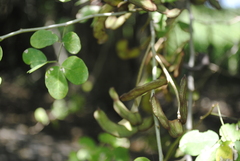 Microlobius foetidus