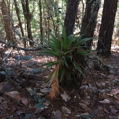 Tillandsia violacea