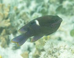 Chrysiptera biocellata