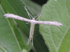 Hellinsia homodactylus