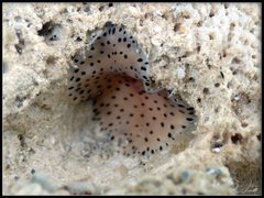 Acotylea