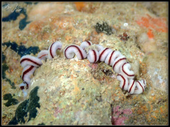 Baseodiscus hemprichii