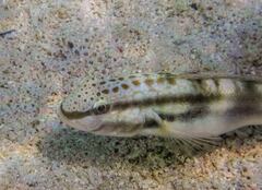Amblygobius bynoensis