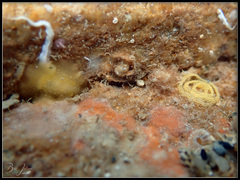 Doriopsis granulosa