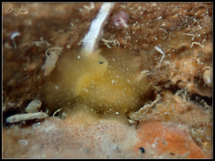 Doriopsis granulosa