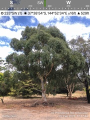 Eucalyptus mannifera mannifera