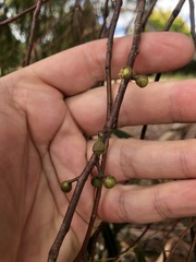 Eucalyptus mannifera mannifera