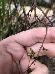 Eucalyptus mannifera mannifera