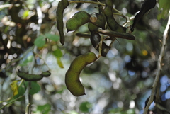 Microlobius foetidus