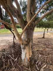 Eucalyptus mannifera mannifera