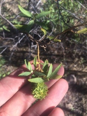 Varronia curassavica