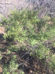 Varronia curassavica