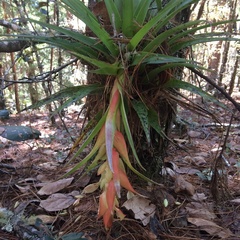 Tillandsia violacea