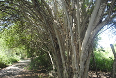 Microlobius foetidus