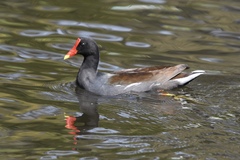 Gallinula galeata