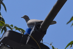 Streptopelia decaocto