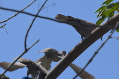 Streptopelia decaocto