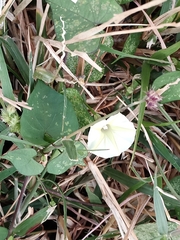Ipomoea obscura