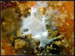 Tritoniopsis elegans