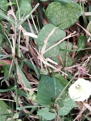 Ipomoea obscura