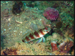 Amblyeleotris stenotaeniata