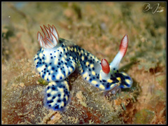 Hypselodoris infucata